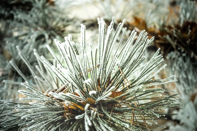 Close up of frosted pine needles bundled together, creating an intricate winter scene. Perfect for holiday cards, seasonal promotions, winter-themed designs, nature enthusiasts, and educational materials about winter flora.