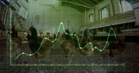 Roaming laying hens in poultry barn with translucent green graph showing production trends