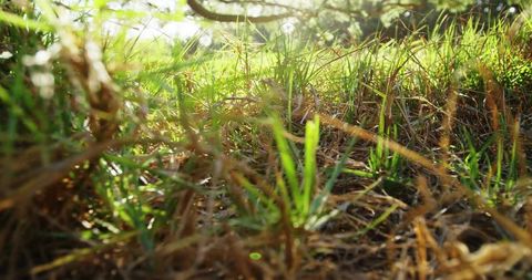 Sunlit meadow grass swaying close-up with fresh green shoots and dried brown blades