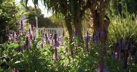 Purple flower spikes swaying in sunlit backyard garden near white fence with dappled light