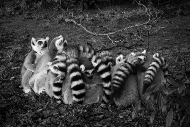 Group of lemurs with their distinct black and white striped tails are huddling closely together outdoors. This monochrome photo captures a serene moment in nature, highlighting the social behavior of these primates. Ideal for nature and wildlife themed projects, animal behavior studies, and educational materials focusing on lemurs and their habitats.
