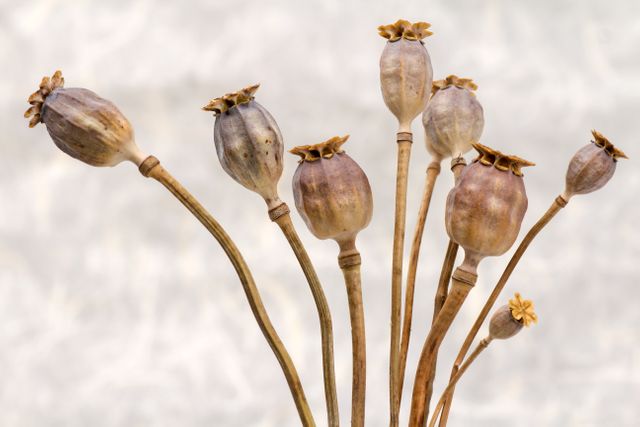 Close-up of dried poppy seed heads with light background. Perfect for illustrating botanical elements, natural decorations, or autumn themes. Use in content related to gardening, natural crafts, or minimalist designs.