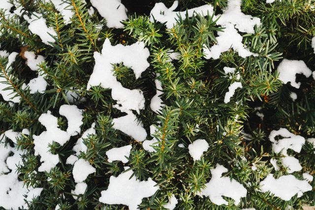 This image shows a close-up of evergreen branches partially covered with snow. It captures the essence of winter and the beauty of nature with the contrasting green needles and white snow. This image is ideal for use in holiday greeting cards, winter-themed brochures, environmental awareness campaigns, seasonal decor, and natural landscape content.