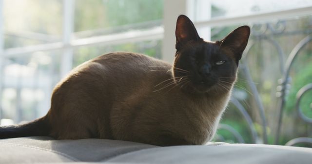 Happy siamese pet cat sitting on back of sofa in front of window in sunny living. domestic pet at home.