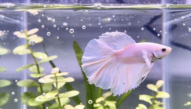 Pale pink and white betta swimming and fanning flowing fins in pastel planted aquarium
