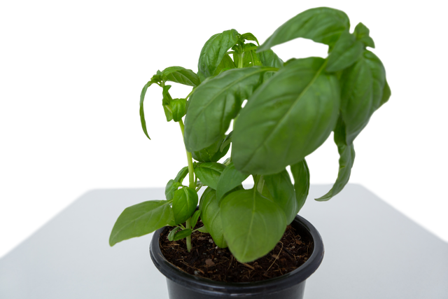 Transparent Background Pot of Basil Plant Fresh Green Leaves - Download Free Stock Videos Pikwizard.com