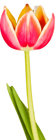 Vibrant pink and yellow flower illustration on transparent background