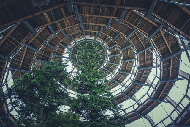 Photo shows tall trees growing inside a wooden spiral staircase structure, blending nature with modern architecture. The interplay of leafy green trees and wooden and metal elements creates a visual marvel. Ideal for use in publications about sustainable architecture, nature-inspired designs, or environmental initiatives. Perfect for illustrating concepts like green building, eco-friendly designs, and urban nature integration.