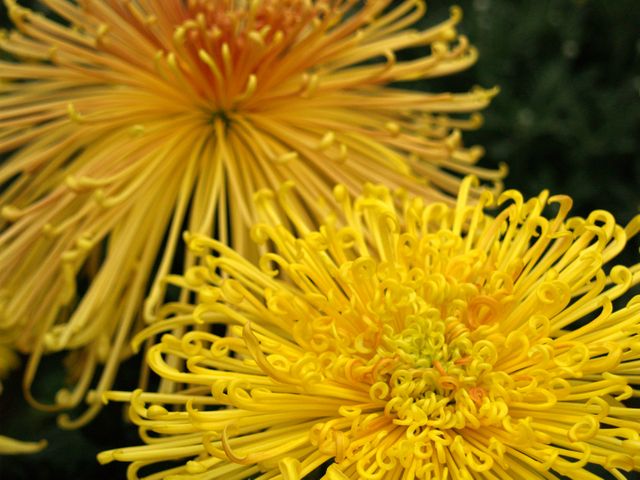 Vibrant Yellow Chrysanthemums in Full Bloom - Download Free Stock Photos Pikwizard.com