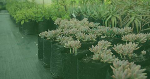 Succulent plants organized in greenhouse nursery setting