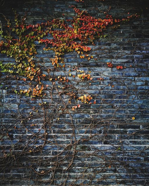 This image features ivy with green and red leaves climbing a dark brick wall, capturing the essence of autumn. It is suitable for nature-themed projects, seasonal designs, photography backgrounds, and wall textures.