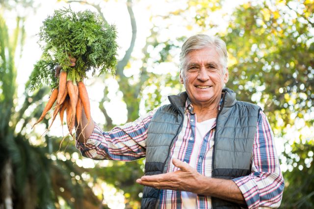 Mature male gardener smiling and holding freshly harvested carrots in an outdoor farm setting. Ideal for use in articles about healthy lifestyles, organic farming, senior activities, and gardening tips. Perfect for promoting agricultural products, gardening tools, and outdoor activities for seniors.