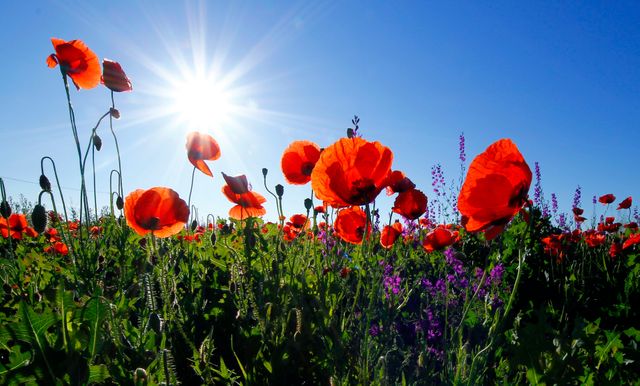 Vibrant red poppies stand tall in a lush green meadow, illuminated by bright sunlight against a clear blue sky. Excellent for backgrounds, spring or summer themes, nature and outdoor event promotions, and floral print designs.