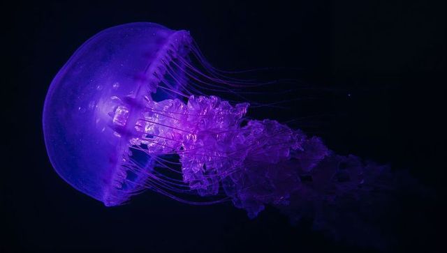 Bioluminescent Jellyfish Glowing Purple in Ocean Water