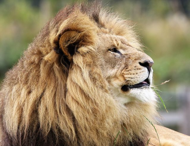 Majestic lion resting in its natural habitat. Perfect for wildlife documentaries, safari advertisement, zoo promotions, educational materials on wildlife conservation, and nature magazines illustrating the strength and beauty of the animal kingdom.