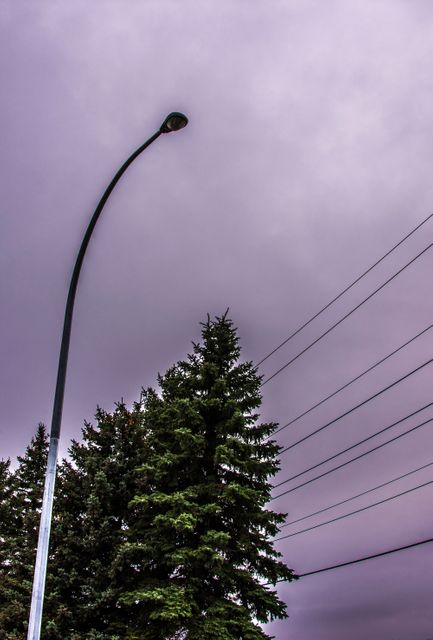Streetlight and evergreen trees juxtaposed against a cloudy sky and power lines. Perfect for illustrating urban and suburban themes, electrical infrastructure, or evening scenery. Could be used in designs focused on the contrast between nature and urban development, or for atmospheric backgrounds in various projects.