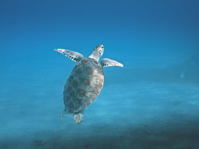 Sea turtle swimming gracefully in clear blue ocean water. Ideal for wildlife documentaries, educational materials, environmental campaigns, and travel advertisements focusing on marine life or underwater adventures.