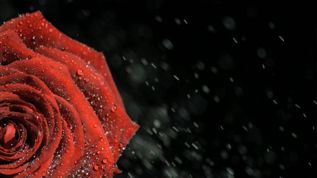 Close-up of a vibrant red rose showcasing delicate water droplets on petals. The contrast with the dark background highlights the purity and beauty of the flower, creating an elegant and dramatic effect. Suitable for romantic themes, nature photography collections, or as a background in digital projects.