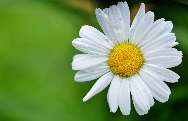 This image depicts a white daisy with dew drops on its petals, set against a blurred green background. The bright yellow center of the daisy stands out, showcasing its freshness and beauty. This photo is perfect for floral-themed designs, natural backgrounds, gardening blogs, educational materials on botany, or springtime promotions.