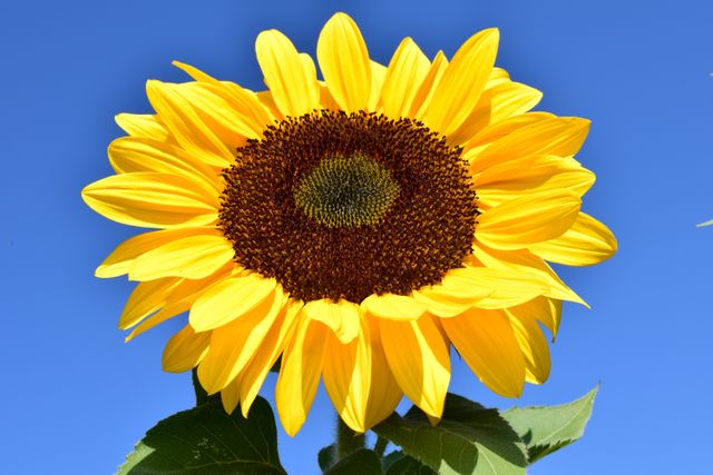 Bright Sunflower Against Clear Blue Sky - Download Free Stock Photos Pikwizard.com