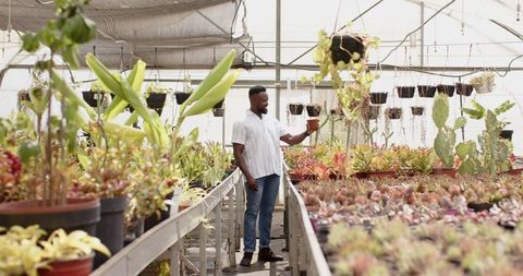 African American Gardener Experts Hanging Plants in Greenhouse