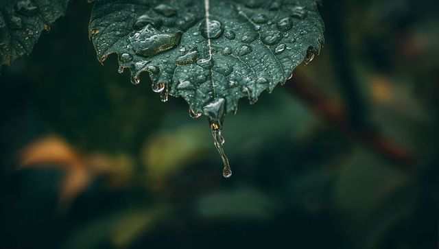 Serrated leaf dripping dew drops with long hanging droplet, macro foliage texture