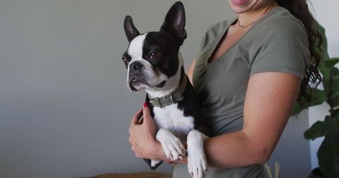 Happy woman holding boston terrier in cozy home environment
