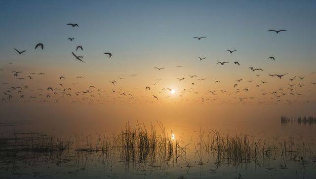 Golden sunrise over misty marsh with flock of birds gliding and reeds silhouettes