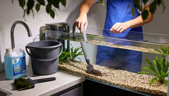 Cleaning aquarium gravel with siphon brush and bucket, hobbyist performing maintenance