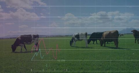 Grazing herd of dairy and beef cattle on green pasture with data analytics chart overlay