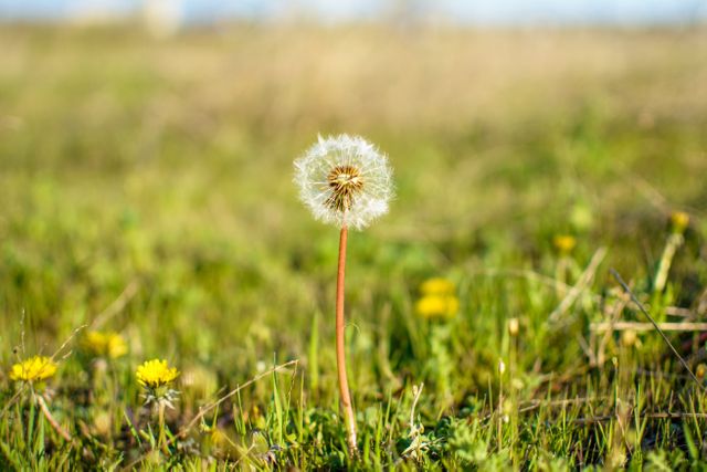 Close-up of a single dandelion standing tall in a green grassy field on a sunny day. Ideal for use in nature-themed publications, gardening blogs, relaxation visuals, or botanical studies.