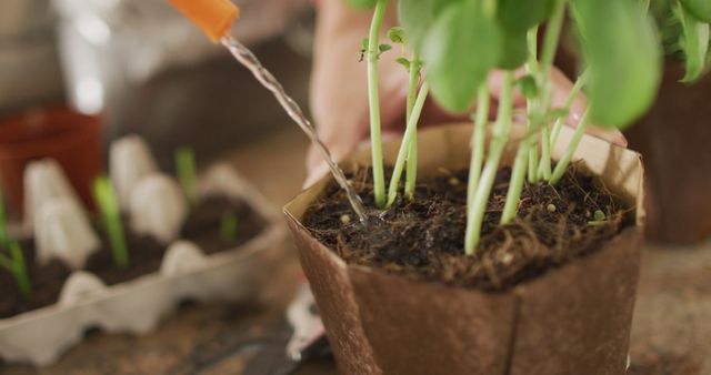 Hand Watering Young Seedlings in Biodegradable Pots - Download Free Stock Images Pikwizard.com