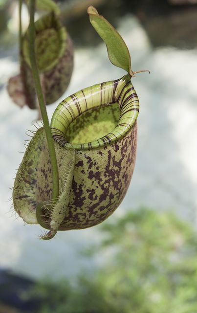 Close-up of Pitcher Plant Hanging from Stem in Natural Habitat - Download Free Stock Images Pikwizard.com