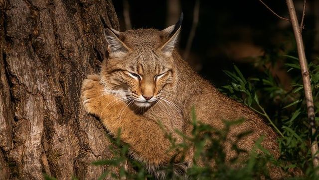 Bobcat pressing paw against textured tree trunk close-up portrait in sunlit woodland