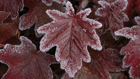 Glistening frost on burgundy leaf macro, ice crystals on groundcover