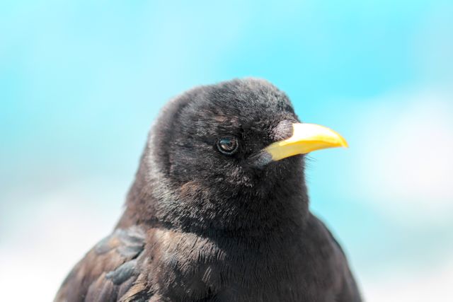 Close-up view of a blackbird featuring a bright yellow beak against a vivid blue background. This image emphasizes the contrast between the bird's black feathers and vibrant beak, making it a stunningly detailed portrait. Ideal for use in wildlife photography collections, nature articles, birdwatching materials, and educational content about avian species.