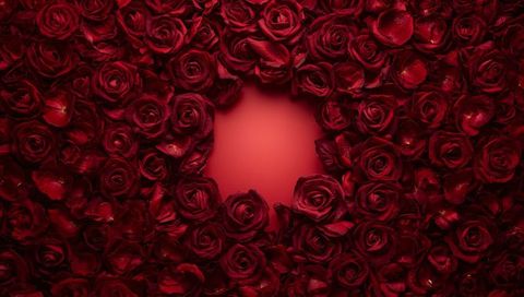 Forming deep red rose wreath with center negative space for romantic editorial background