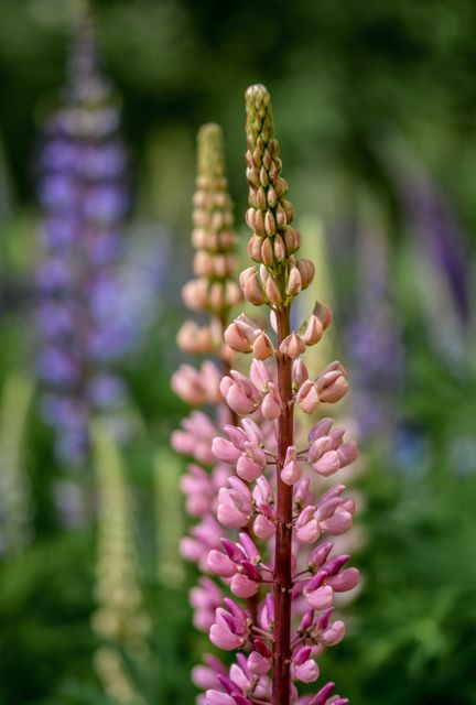 Lupine flowers with pink petals captured during blooming season with a lush green background perfect for nature-related content, gardening blogs, spring and botanical studies, or as vibrant decor in homes and offices.