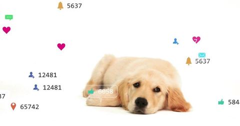 Adorable golden retriever puppy lying on white background with floating social media icons