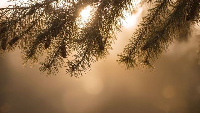 Glowing backlit pine branches revealing cones and dew at sunrise with soft bokeh light