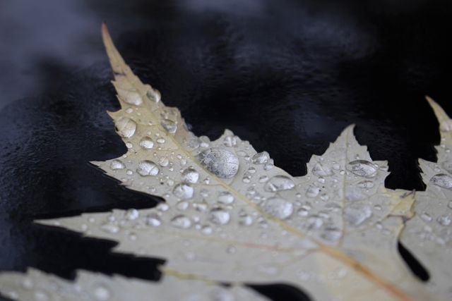 Close-up of Leaf with Water Droplets on Matte Black Surface - Download Free Stock Photos Pikwizard.com