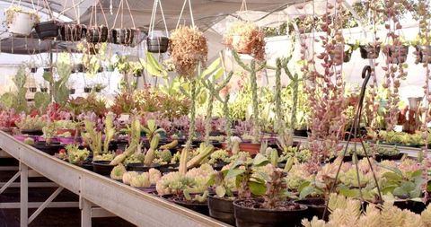 Colorful succulent and cactus display in sunlit horticultural garden