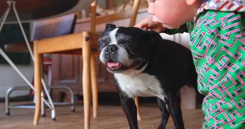 Young Boy Patting Cheerful Boston Terrier Indoors