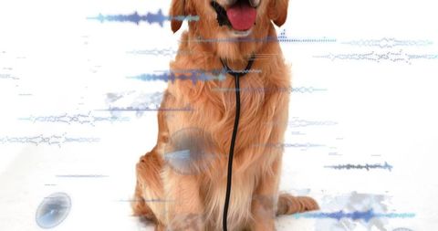 Sitting golden retriever wearing stethoscope with waveform overlays in veterinary telehealth
