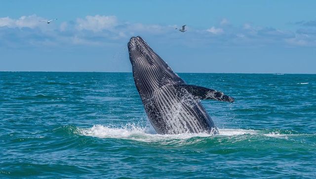 Humpback whale breaching vertically through turquoise ocean with seabirds, splash, sunlight