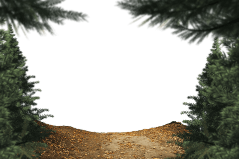 Forest Landscape with Clear Sky and Transparent Background - Download Free Stock Videos Pikwizard.com