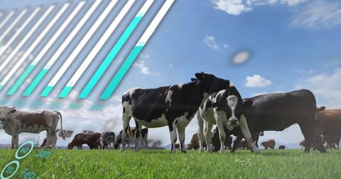 Rural Cows Grazing with Data Visualization Overlay
