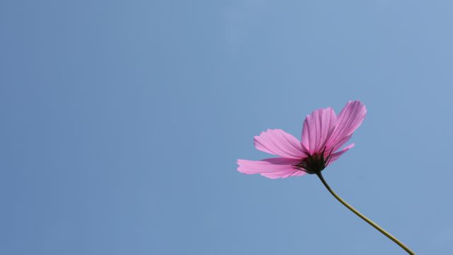 Single Pink Flower against Clear Blue Sky - Download Free Stock Photos Pikwizard.com