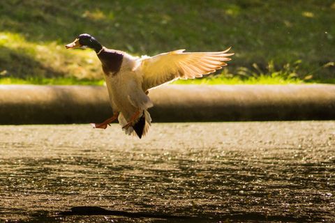 Mallard duck landing over pond at golden hour with backlit wings and water reflection