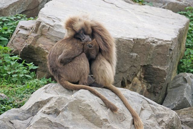 Gelada baboons cuddling together on a rocky surface, showcasing natural wildlife behavior. Useful for nature documentaries, wildlife photography collections, educational resources on primates, and conservation awareness posters.